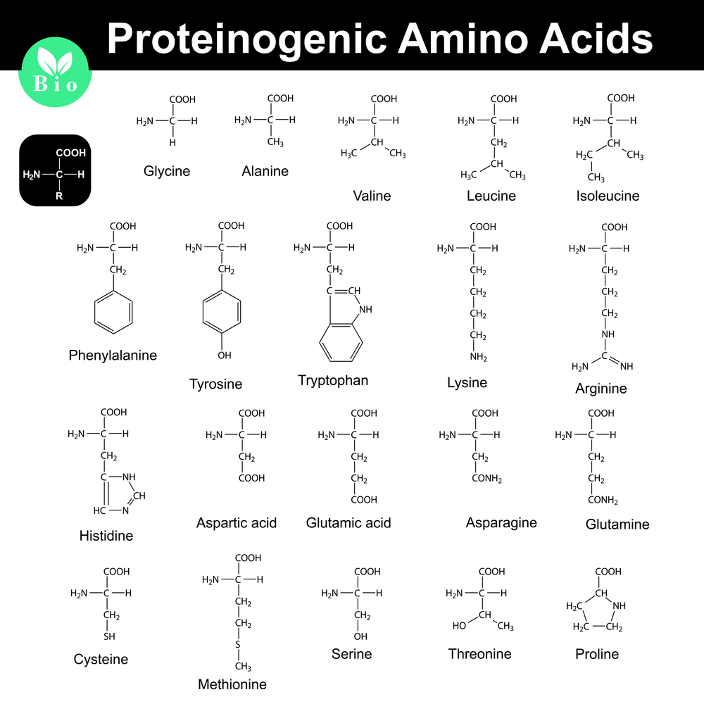 hur-ser-aminosyror-ut
