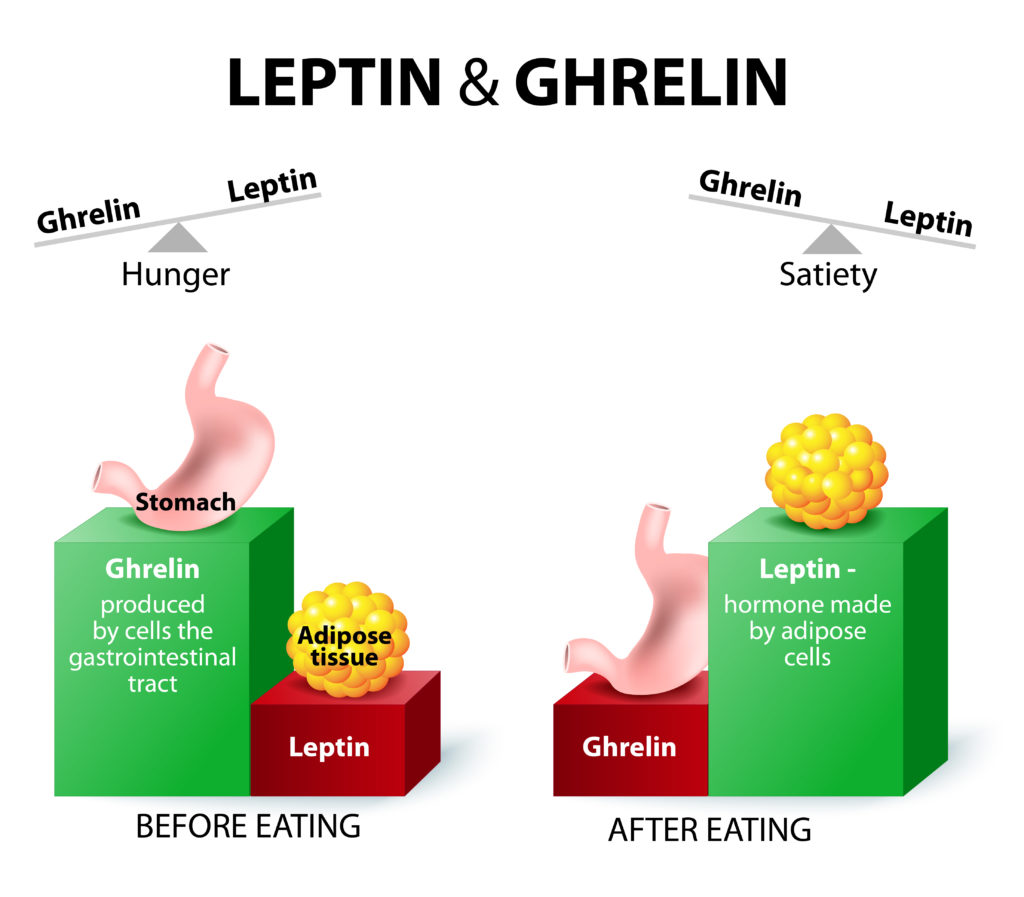 ghrelin-leptin
